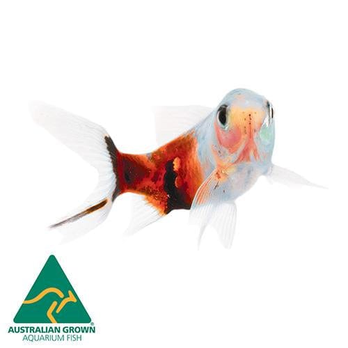 the-fish-farm Goldfish Shubunkin Goldfish - Assorted Colours Shubunkin Goldfish - The Fish Farm