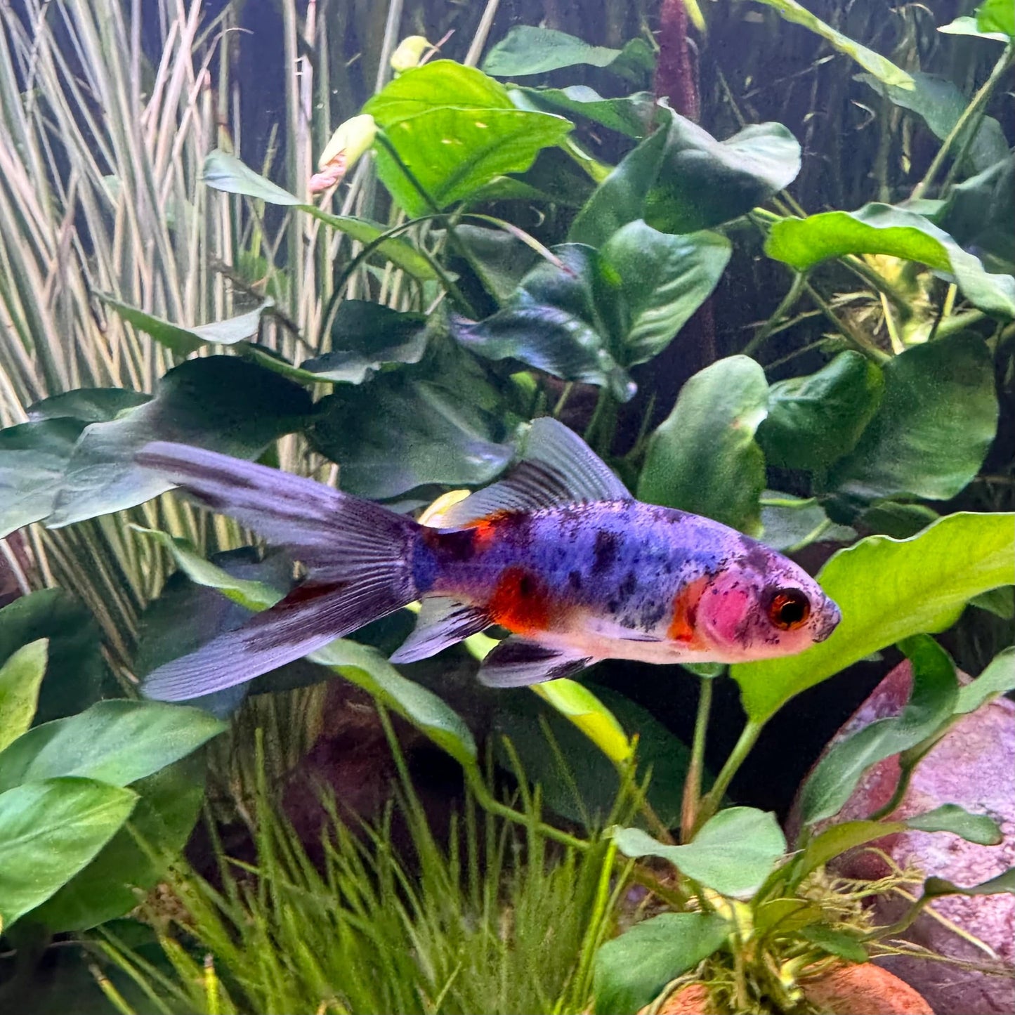 the-fish-farm Goldfish Shubunkin Goldfish - Assorted Colours Shubunkin Goldfish - The Fish Farm