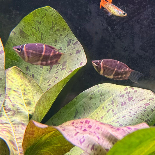 the-fish-farm Gourami 3.5cm Chocolate Gourami Chocolate Gourami - The Fish Farm Australia