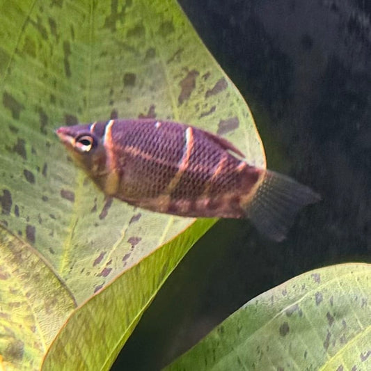 the-fish-farm Gourami 3.5cm Chocolate Gourami Chocolate Gourami - The Fish Farm Australia