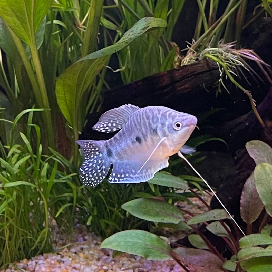 the-fish-farm Gourami 3-Spot Gourami 3-Spot Gourami - The Fish Farm