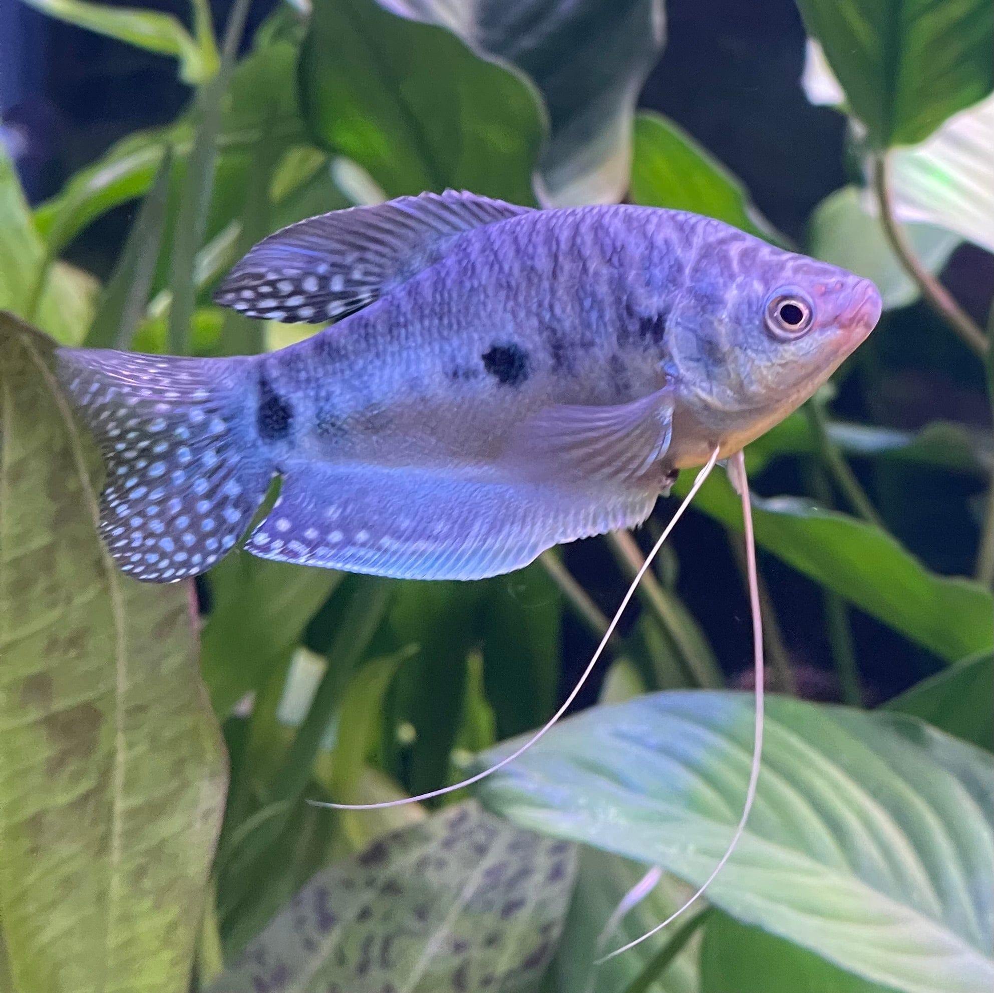 the-fish-farm Gourami 3-Spot Gourami 3-Spot Gourami - The Fish Farm