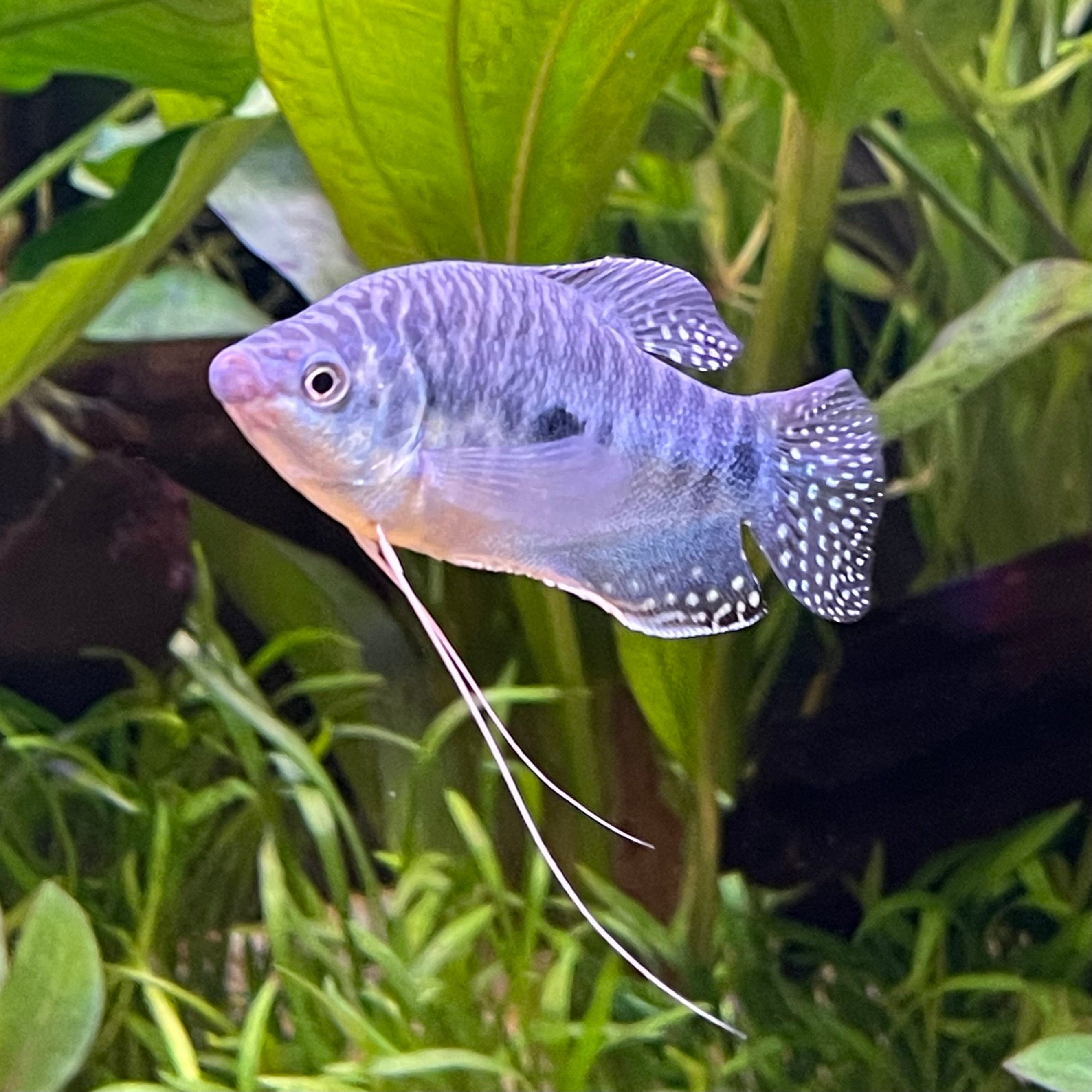 the-fish-farm Gourami 3-Spot Gourami 3-Spot Gourami - The Fish Farm