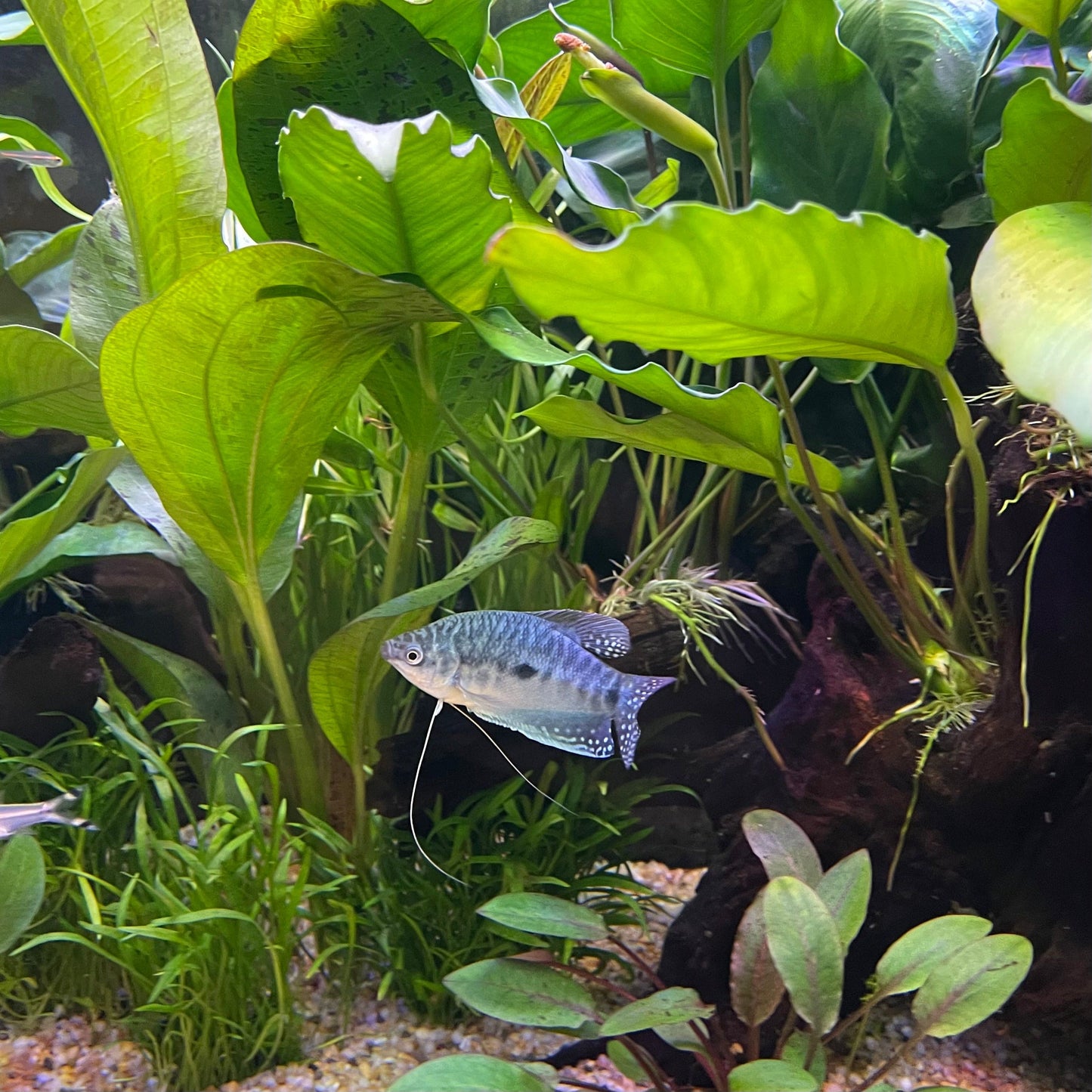 the-fish-farm Gourami 3-Spot Gourami 3-Spot Gourami - The Fish Farm