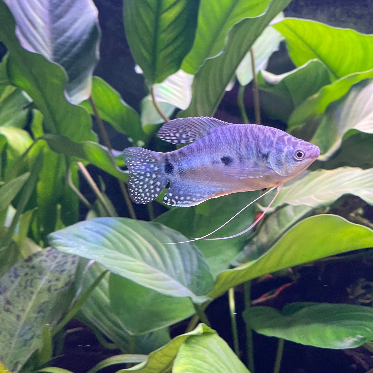 the-fish-farm Gourami 3-Spot Gourami 3-Spot Gourami - The Fish Farm