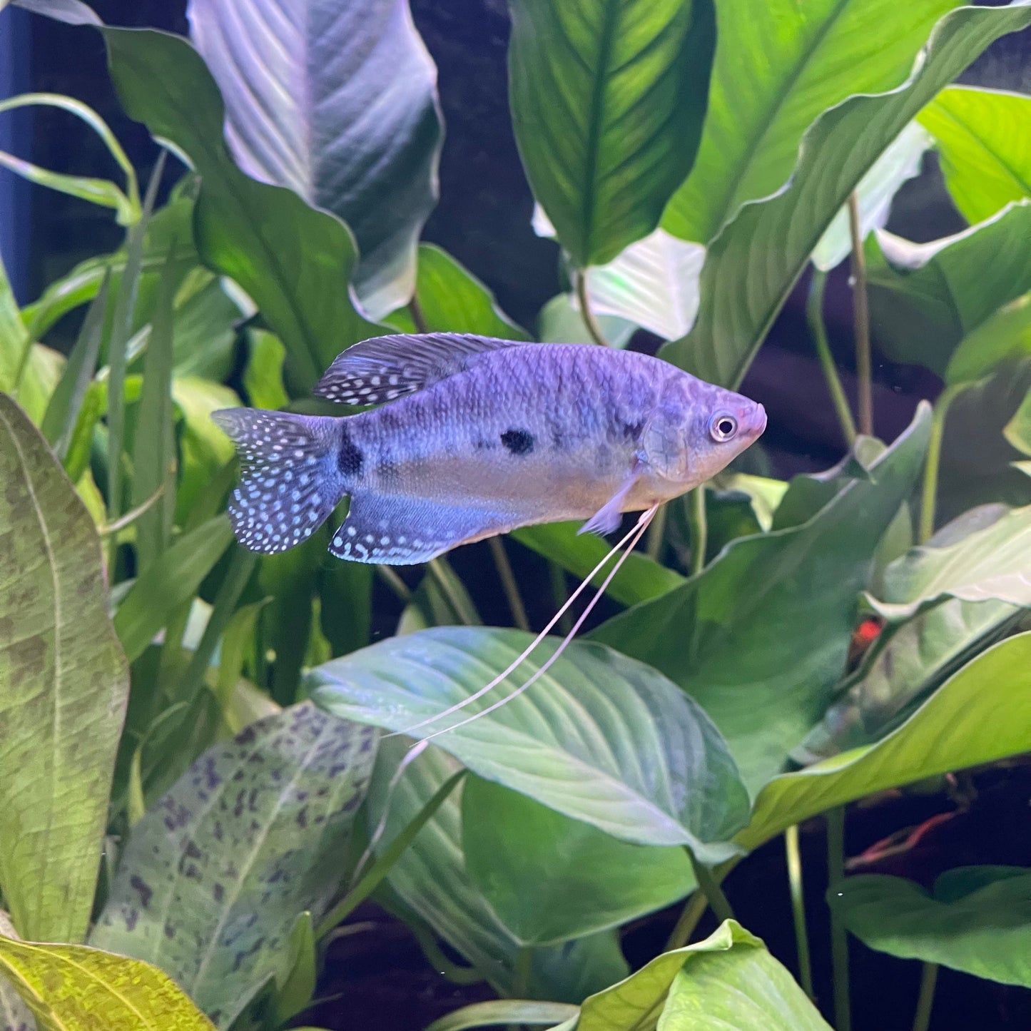the-fish-farm Gourami 3-Spot Gourami 3-Spot Gourami - The Fish Farm