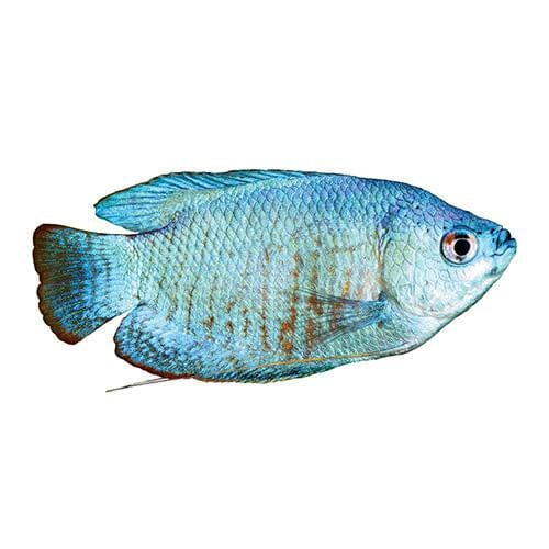 the-fish-farm Gourami Dwarf Cobalt Blue Gourami Female 5cm Dwarf Female 5cm  - The Fish Farm