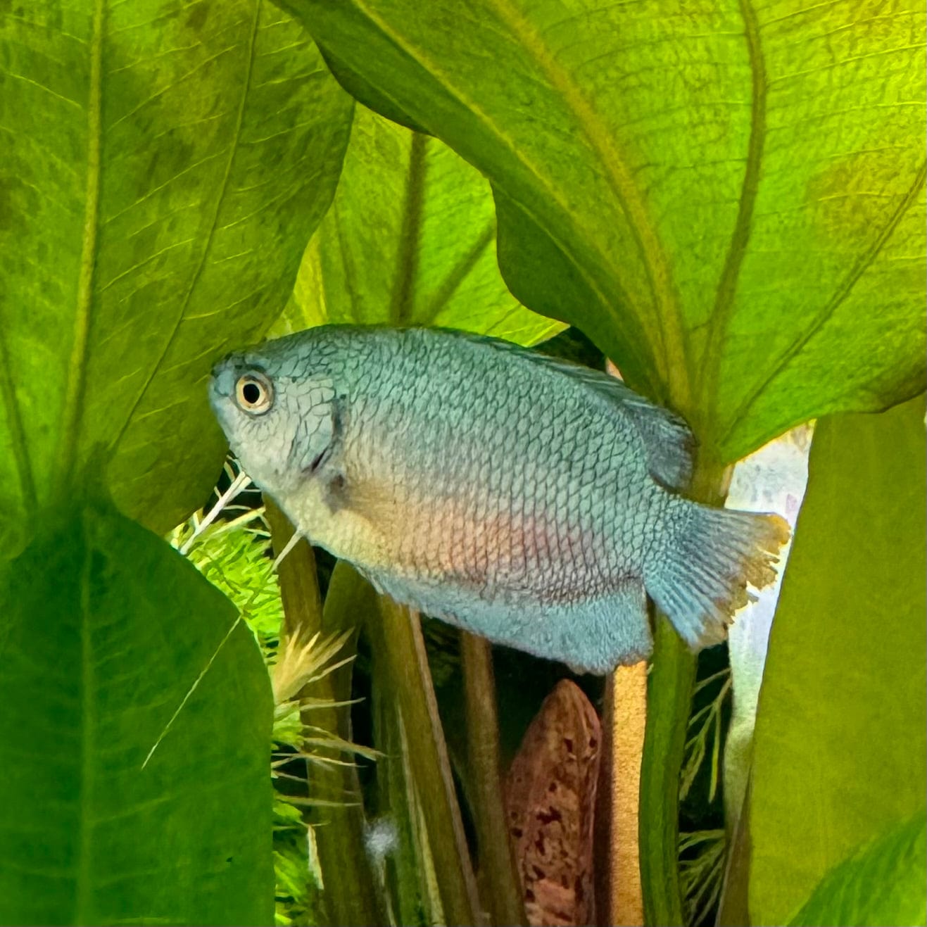 the-fish-farm Gourami Dwarf Cobalt Blue Gourami Female 5cm Dwarf Female 5cm  - The Fish Farm