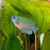 the-fish-farm Gourami Dwarf Cobalt Blue Gourami Female 5cm Dwarf Female 5cm  - The Fish Farm