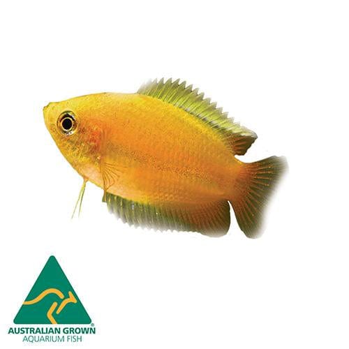 the-fish-farm Gourami Dwarf Honey Gourami 3.5cm Dwarf Honey Gourami 3.5cm - The Fish Farm