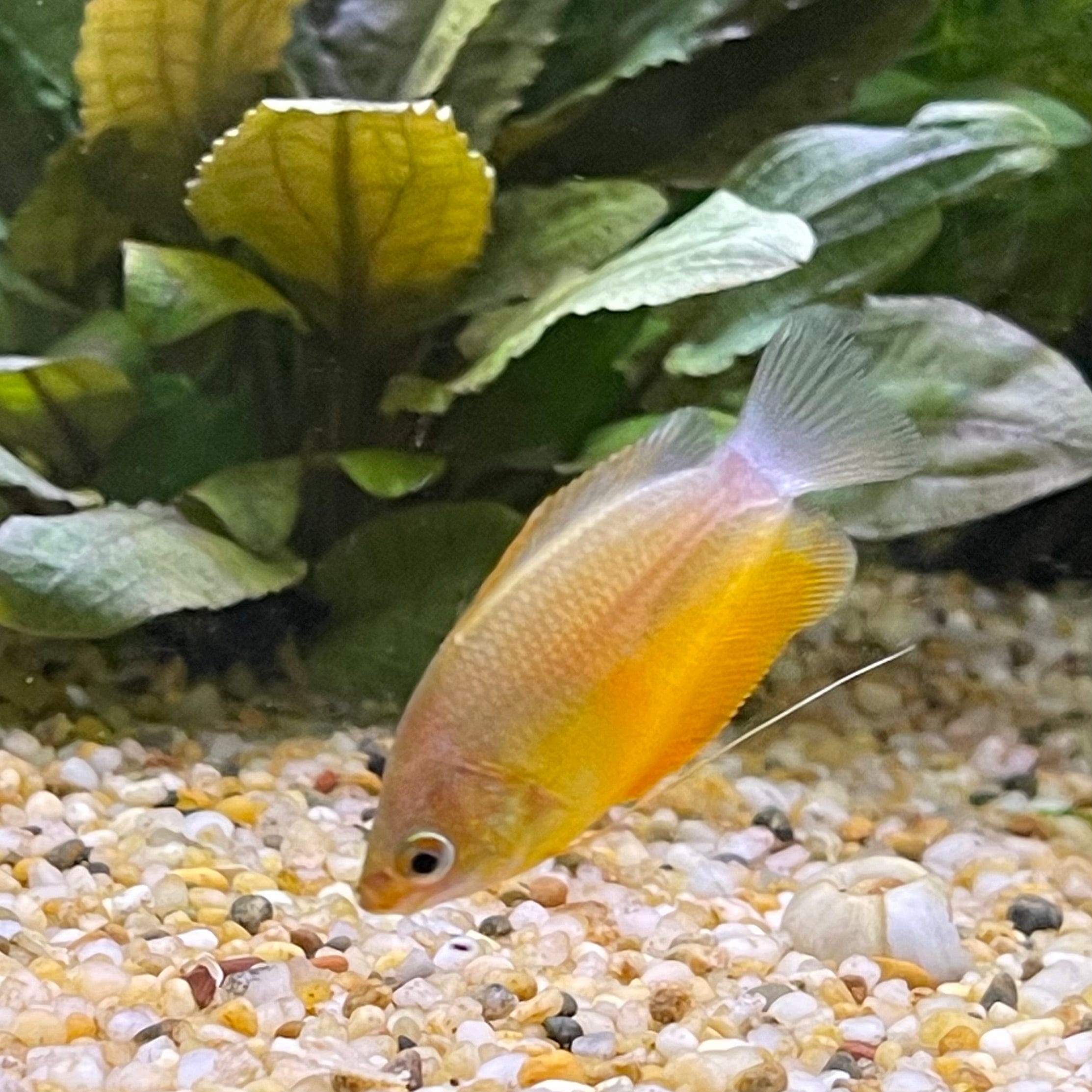 the-fish-farm Gourami Dwarf Honey Gourami 3.5cm Dwarf Honey Gourami 3.5cm - The Fish Farm