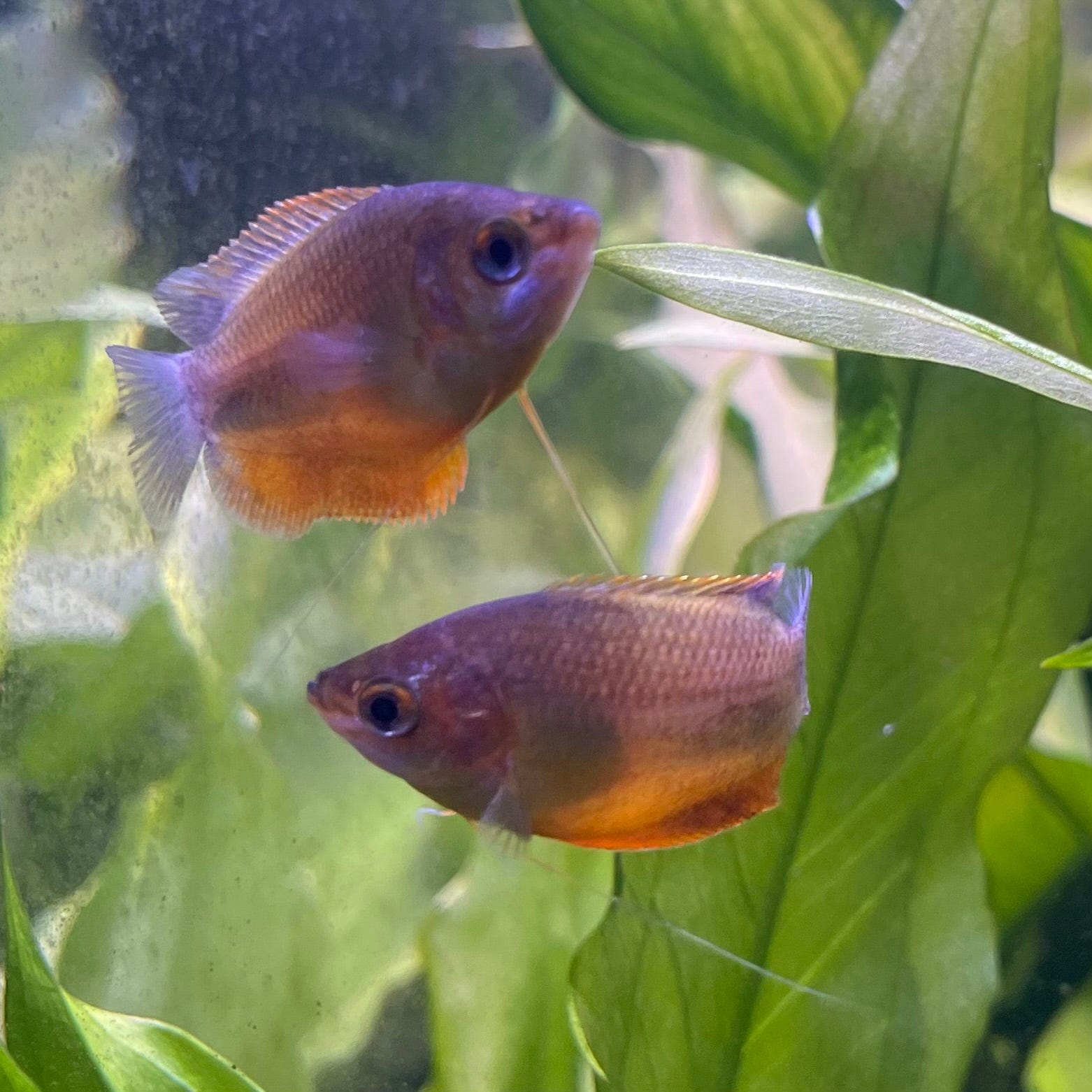 the-fish-farm Gourami Dwarf Honey Gourami 3.5cm Dwarf Honey Gourami 3.5cm - The Fish Farm