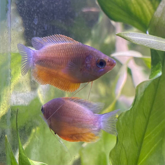 the-fish-farm Gourami Dwarf Honey Gourami 3.5cm Dwarf Honey Gourami 3.5cm - The Fish Farm