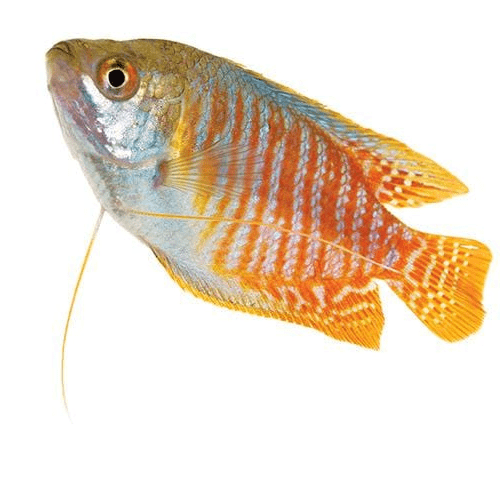 the-fish-farm Gourami Dwarf Neon Gourami Dwarf Neon Gourami - The Fish Farm