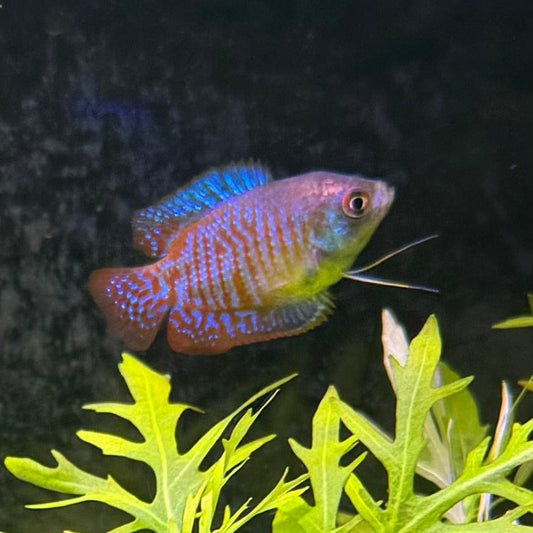 the-fish-farm Gourami Dwarf Neon Gourami Dwarf Neon Gourami - The Fish Farm