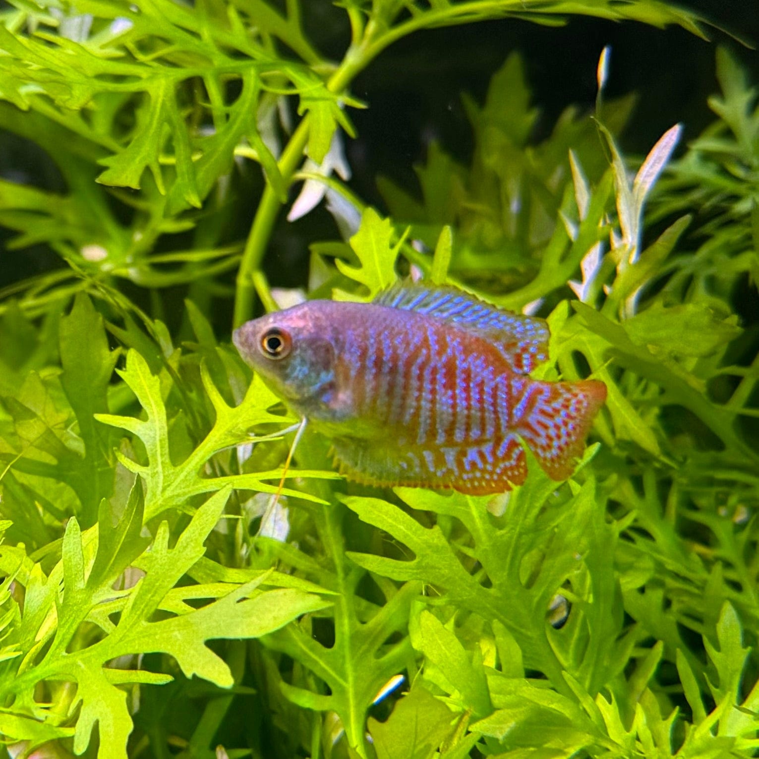 the-fish-farm Gourami Dwarf Neon Gourami Dwarf Neon Gourami - The Fish Farm