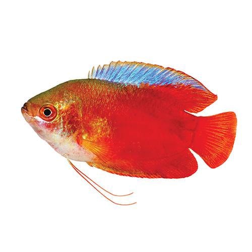 the-fish-farm Gourami Dwarf Red Flame Gourami Dwarf Red Flame Gourami - The Fish Farm