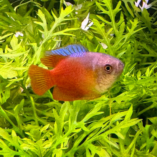 the-fish-farm Gourami Dwarf Red Flame Gourami Dwarf Red Flame Gourami - The Fish Farm