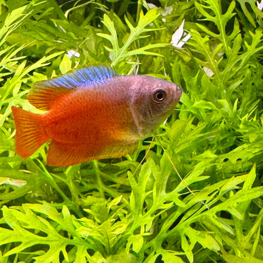 the-fish-farm Gourami Dwarf Red Flame Gourami Dwarf Red Flame Gourami - The Fish Farm