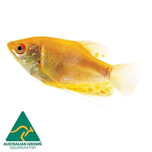 the-fish-farm Gourami Golden Gourami Golden Gourami - The Fish Farm