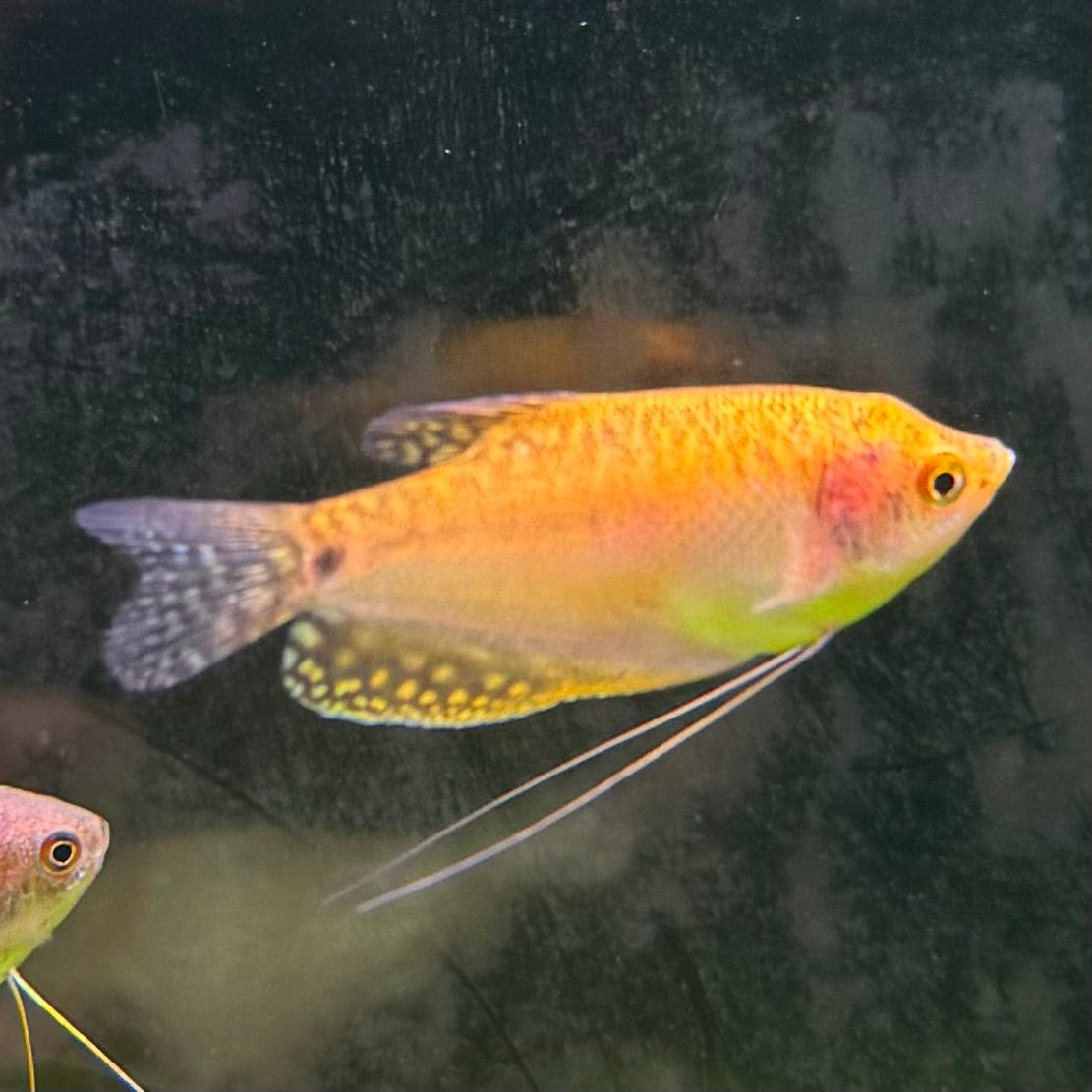 the-fish-farm Gourami Golden Gourami Golden Gourami - The Fish Farm