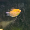 the-fish-farm Gourami Golden Gourami Golden Gourami - The Fish Farm