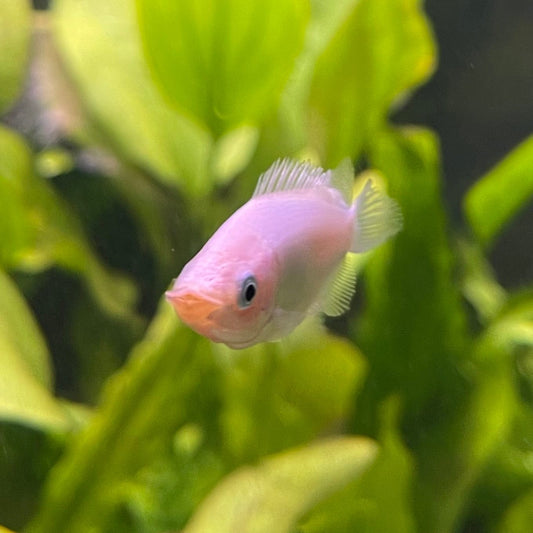 the-fish-farm Gourami Kissing Gourami Kissing Gourami - The Fish Farm