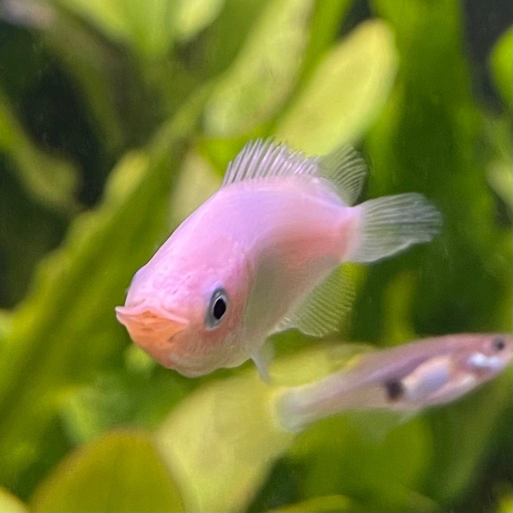 the-fish-farm Gourami Kissing Gourami Kissing Gourami - The Fish Farm