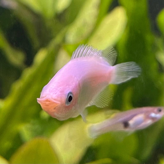 the-fish-farm Gourami Kissing Gourami Kissing Gourami - The Fish Farm