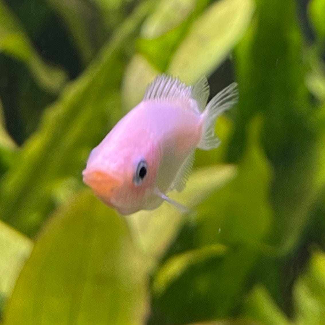 the-fish-farm Gourami Kissing Gourami Kissing Gourami - The Fish Farm