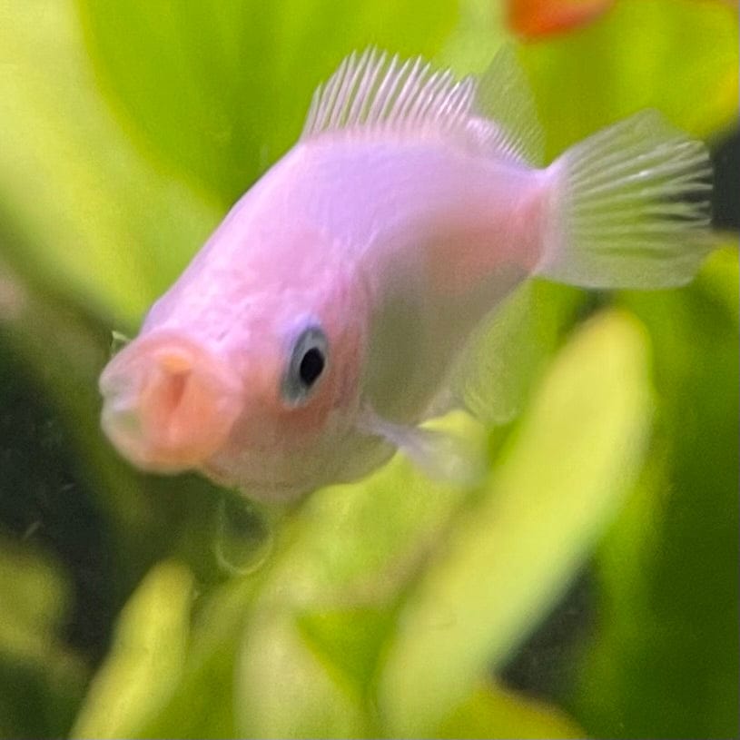 the-fish-farm Gourami Kissing Gourami Kissing Gourami - The Fish Farm