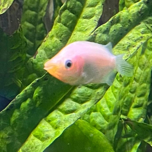 the-fish-farm Gourami Kissing Gourami Kissing Gourami - The Fish Farm