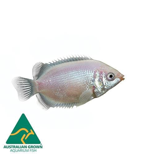 the-fish-farm Gourami Kissing Gourami Kissing Gourami - The Fish Farm