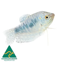 the-fish-farm Gourami Opaline Gourami Opaline Gourami - The Fish Farm