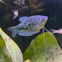 the-fish-farm Gourami Opaline Gourami Opaline Gourami - The Fish Farm