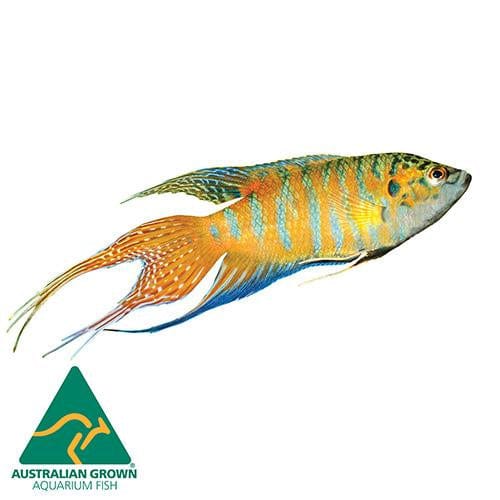 the-fish-farm Gourami Paradise Fish Paradise Fish - The Fish Farm