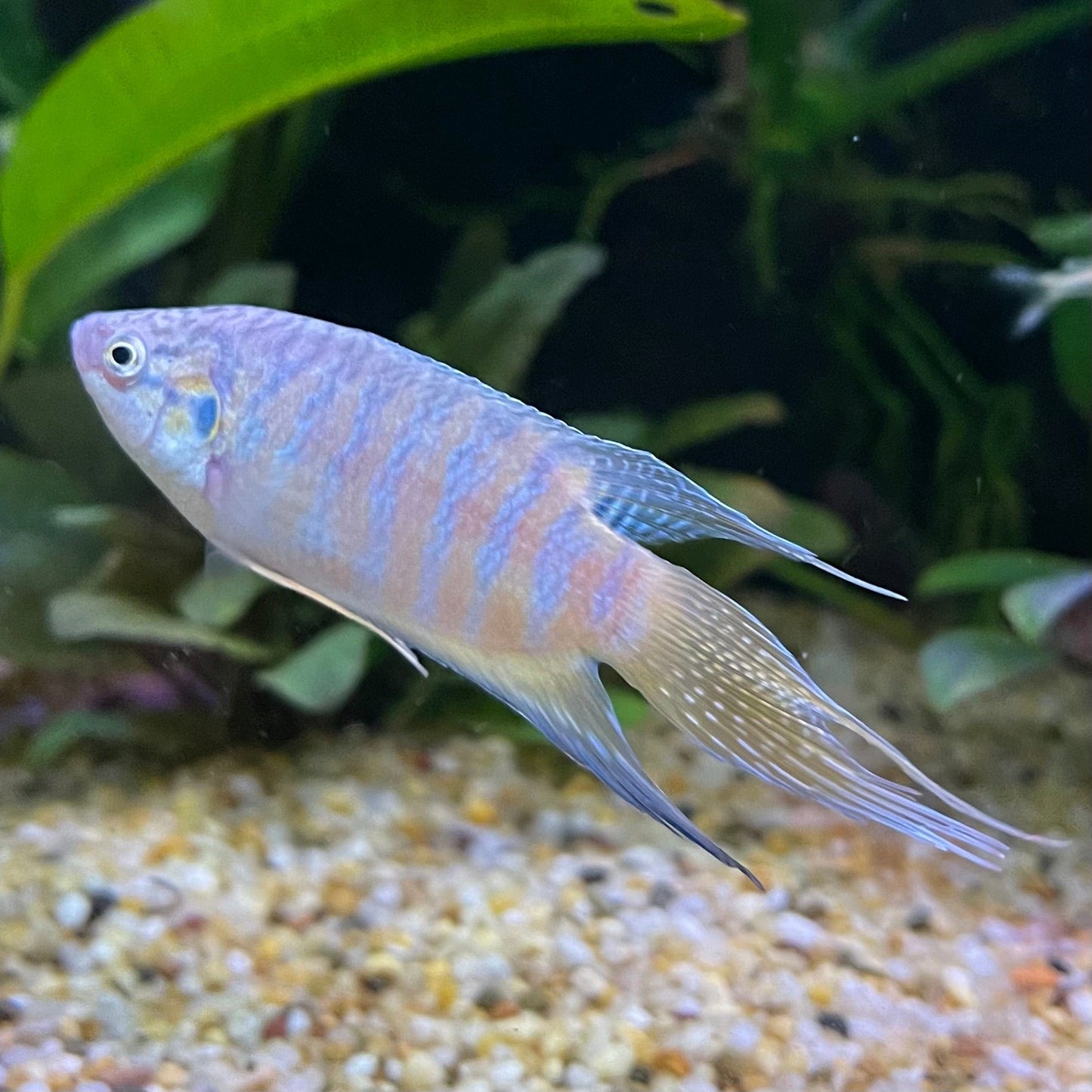 the-fish-farm Gourami Paradise Fish Paradise Fish - The Fish Farm