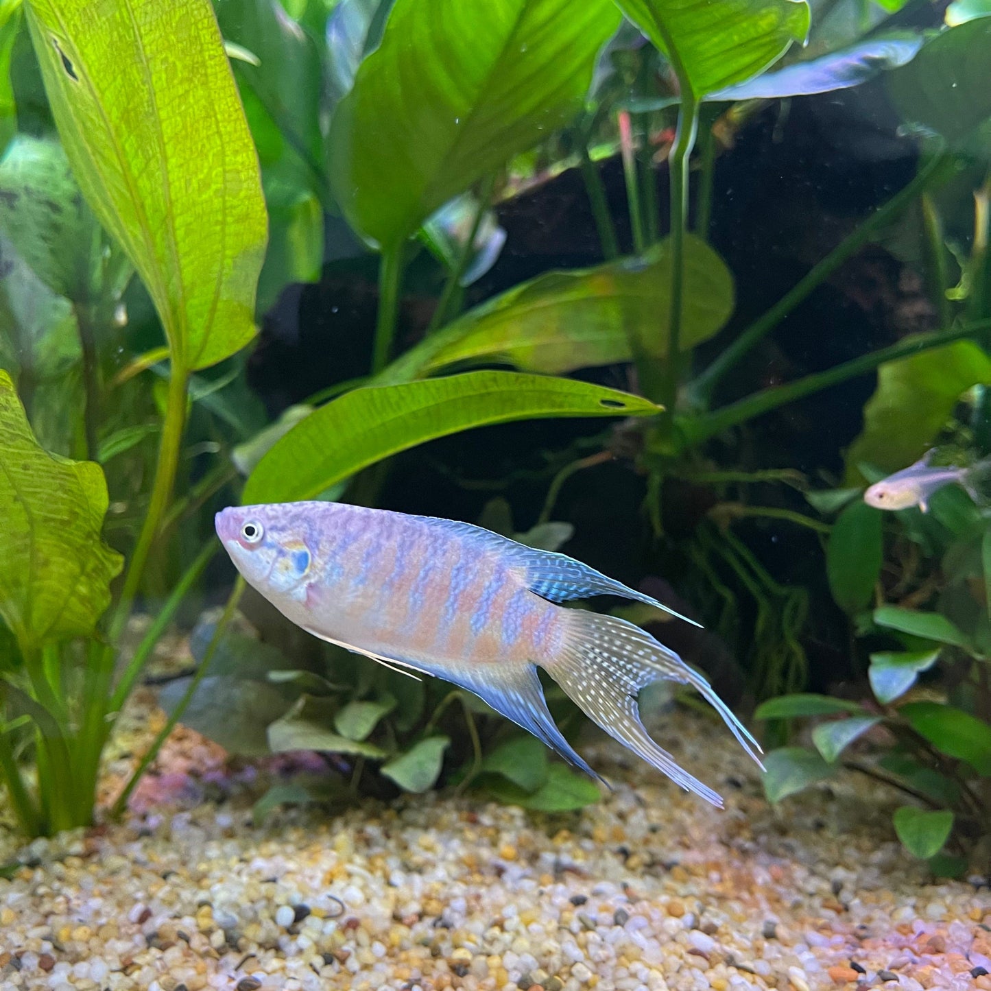 the-fish-farm Gourami Paradise Fish Paradise Fish - The Fish Farm