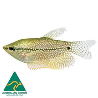 the-fish-farm Gourami Pearl Gourami Pearl Gourami - The Fish Farm