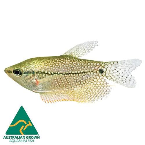 the-fish-farm Gourami Pearl Gourami Pearl Gourami - The Fish Farm