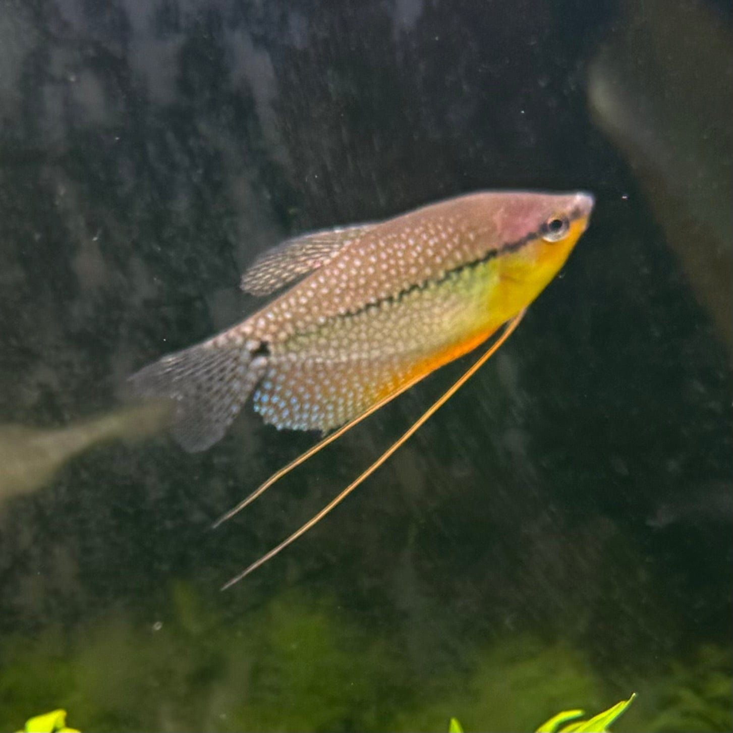 the-fish-farm Gourami Pearl Gourami Pearl Gourami - The Fish Farm