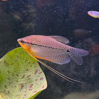 the-fish-farm Gourami Pearl Gourami Pearl Gourami - The Fish Farm