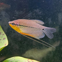 the-fish-farm Gourami Pearl Gourami Pearl Gourami - The Fish Farm