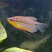 the-fish-farm Gourami Pearl Gourami Pearl Gourami - The Fish Farm