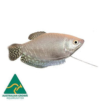 the-fish-farm Gourami Platinum Gourami 7cm Platinum Gourami - The Fish Farm