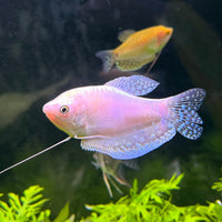 the-fish-farm Gourami Platinum Gourami 7cm Platinum Gourami - The Fish Farm