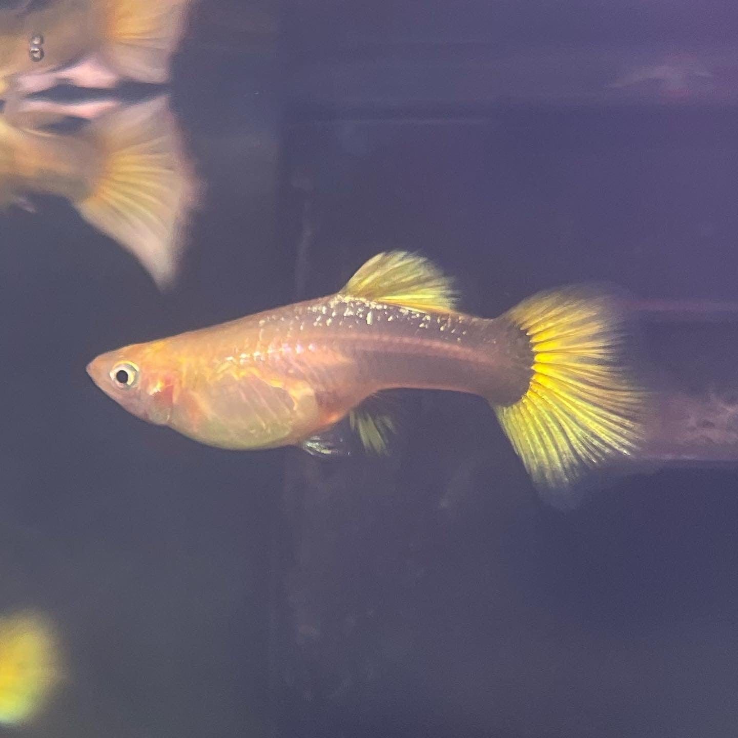 the-fish-farm Guppy 24K Gold Guppy - Female 3-4cm Buy Female 24K Gold Guppy shipped direct from The Fish Farm Australia