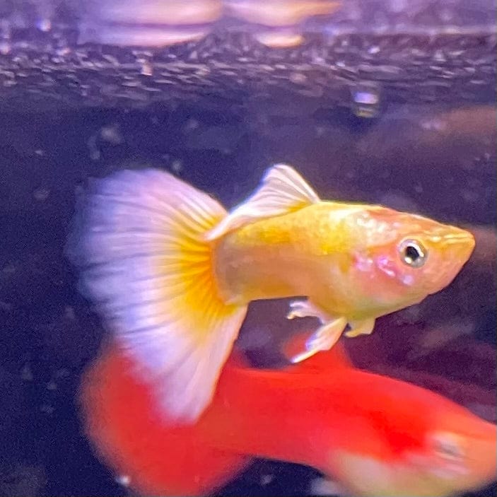 the-fish-farm Guppy 24K Gold Guppy - Male 3-4cm Buy Male 24K Gold Guppy shipped direct from The Fish Farm Australia