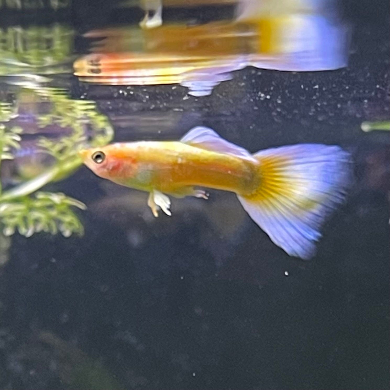 the-fish-farm Guppy 24K Gold Guppy - Male 3-4cm Buy Male 24K Gold Guppy shipped direct from The Fish Farm Australia