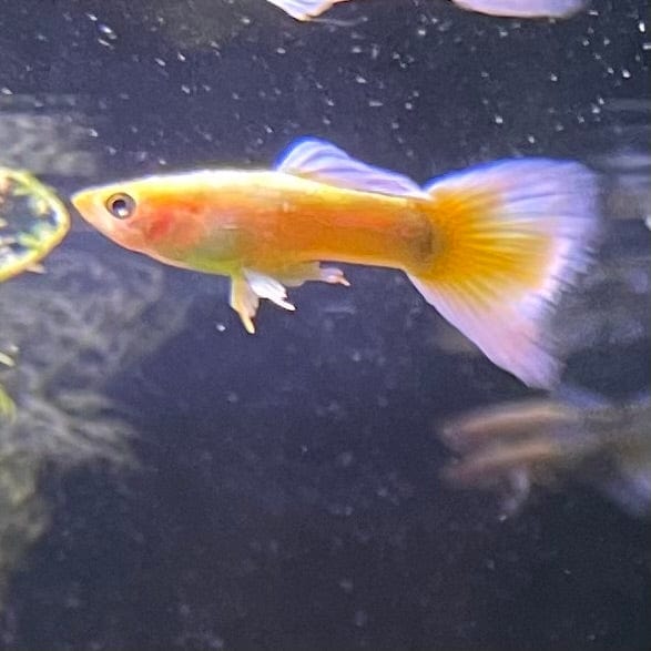 the-fish-farm Guppy 24K Gold Guppy - Male 3-4cm Buy Male 24K Gold Guppy shipped direct from The Fish Farm Australia